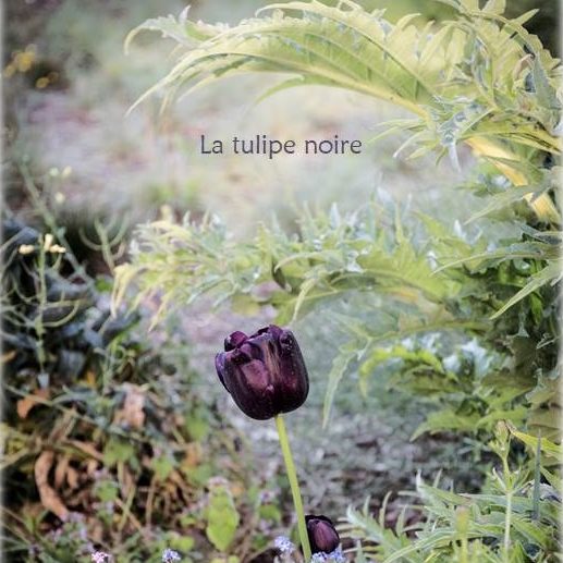 La tulipe noire, mélodies de Christine jeandroz